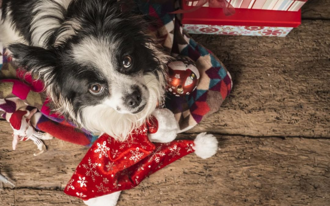 Tips To Help Your Pet Enjoy a Safe Holiday