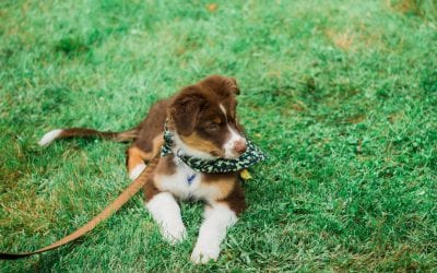 Getting Started on the Right Paw: How to Socialize Your Puppy