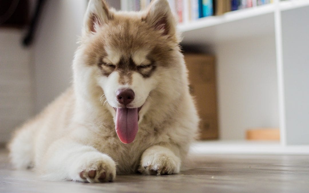 3 Indoor Activities to Try With Your Pet This Winter
