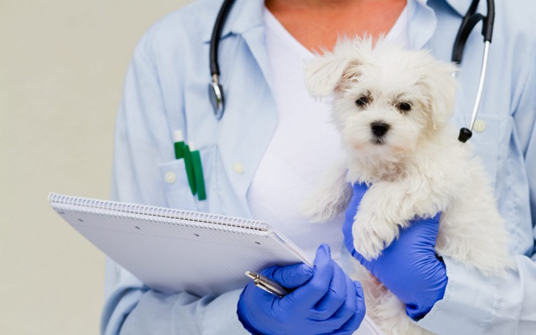 What to Know About COVID-19 and Pets